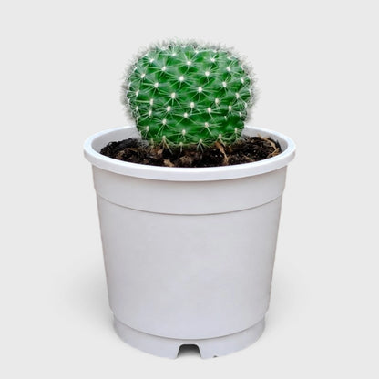 Rebutia Marsonerii – Flowering Cactus | Mature Well-Rooted Live Plant