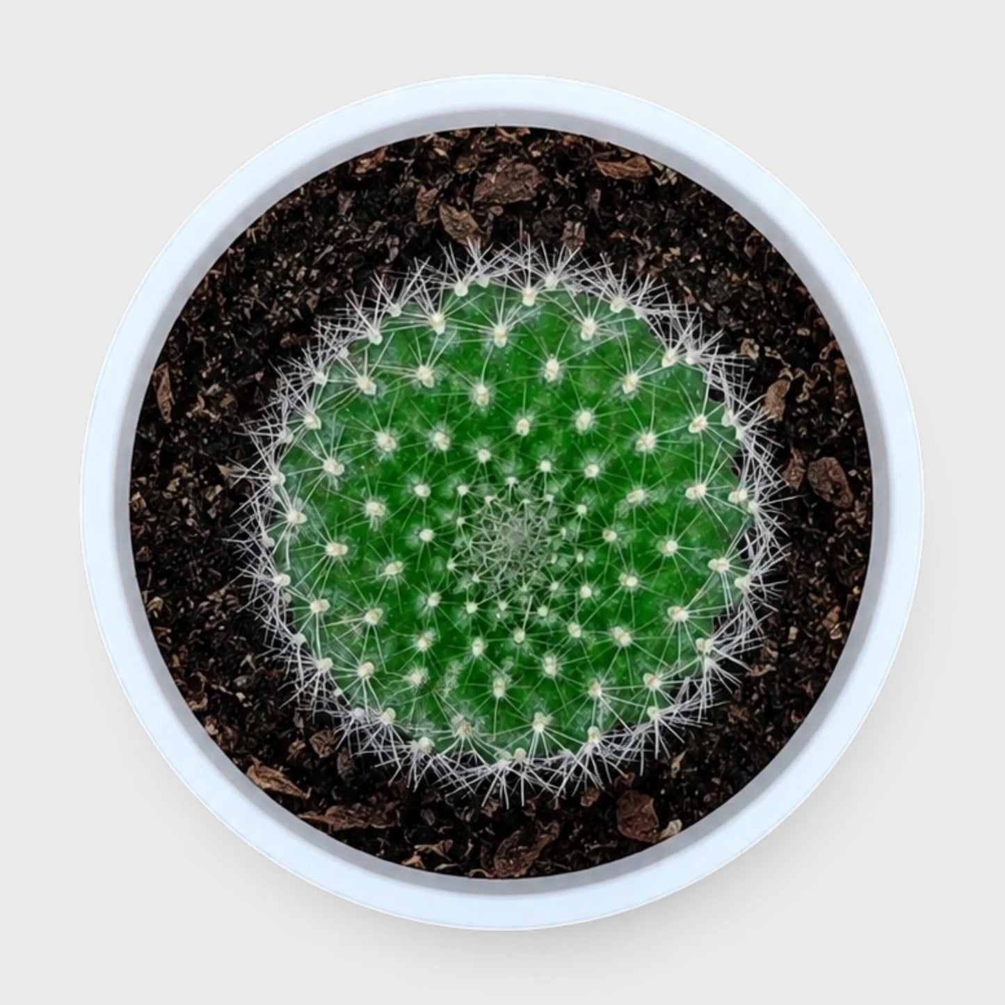 Rebutia Marsonerii – Flowering Cactus | Mature Well-Rooted Live Plant