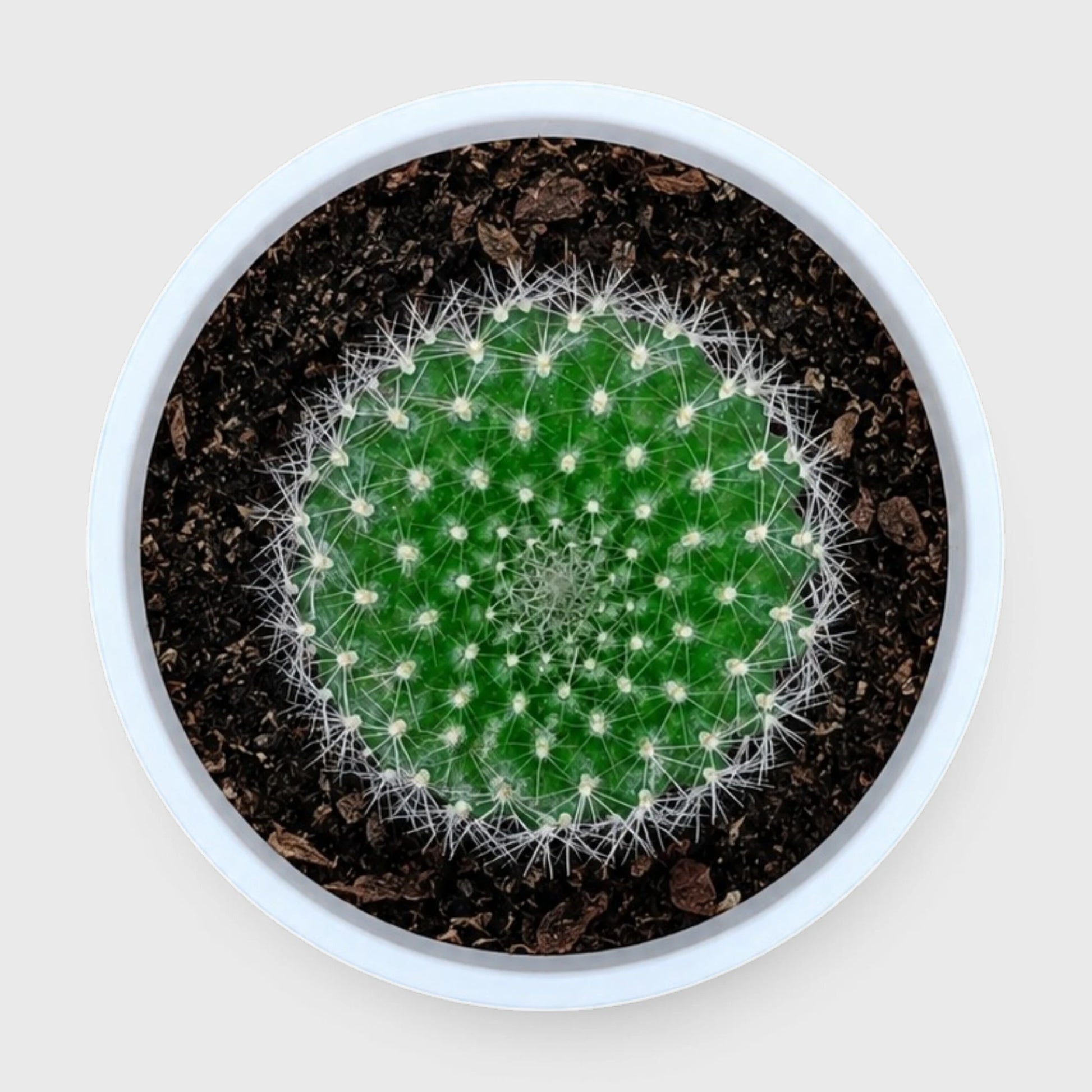 Rebutia Marsonerii – Flowering Cactus | Mature Well-Rooted Live Plant