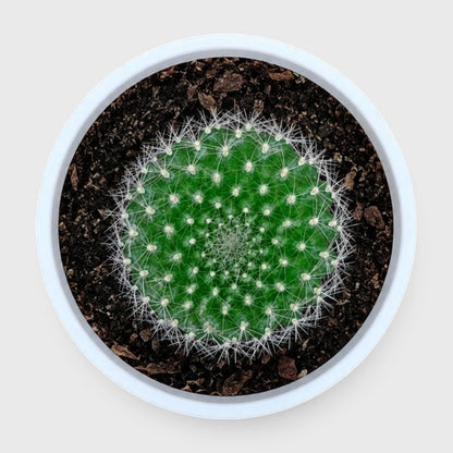 Rebutia Marsonerii – Flowering Cactus | Mature Well-Rooted Live Plant