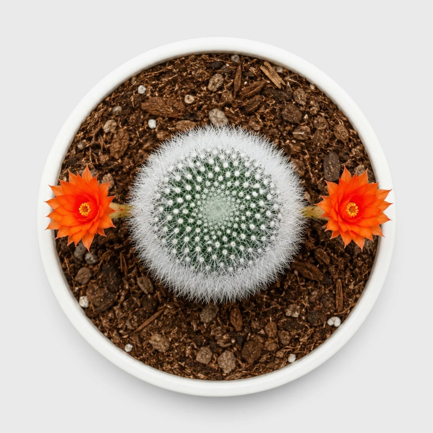 Rebutia Muscula (Aylostera Muscula) Live Plant – Flowering Cactus