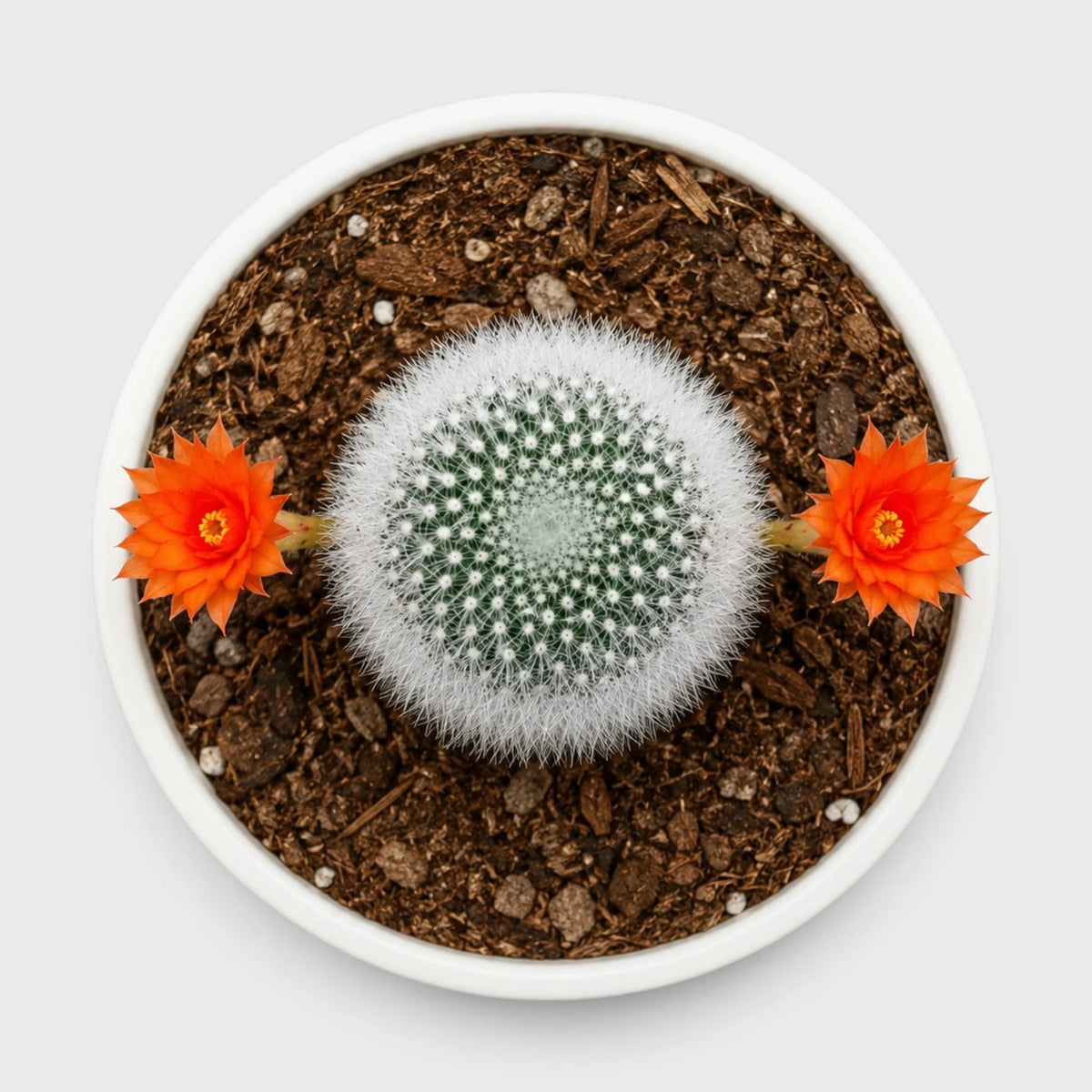 Rebutia Muscula (Aylostera Muscula) Live Plant – Flowering Cactus