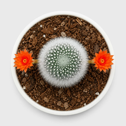 Rebutia Muscula (Aylostera Muscula) Live Plant – Flowering Cactus