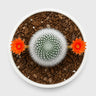 Rebutia Muscula (Aylostera Muscula) Live Plant – Flowering Cactus