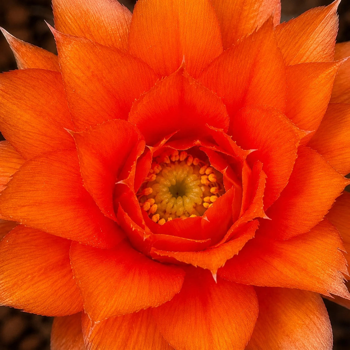 Rebutia Muscula (Aylostera Muscula) Live Plant – Flowering Cactus