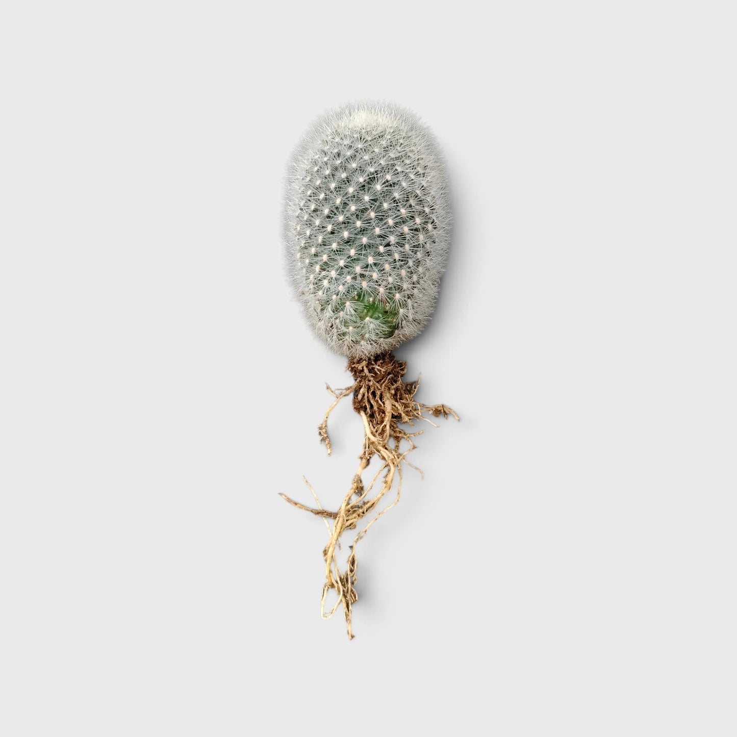 Rebutia Muscula (Aylostera Muscula) Live Plant – Flowering Cactus