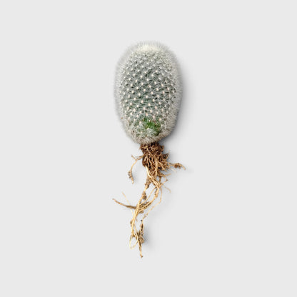Rebutia Muscula (Aylostera Muscula) Live Plant – Flowering Cactus