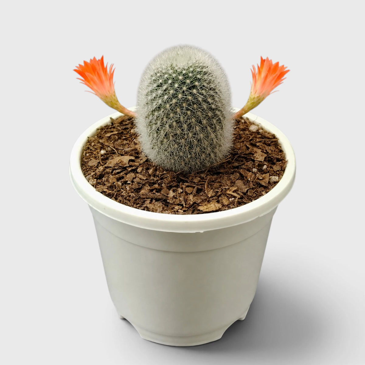 Rebutia Muscula (Aylostera Muscula) Live Plant – Flowering Cactus