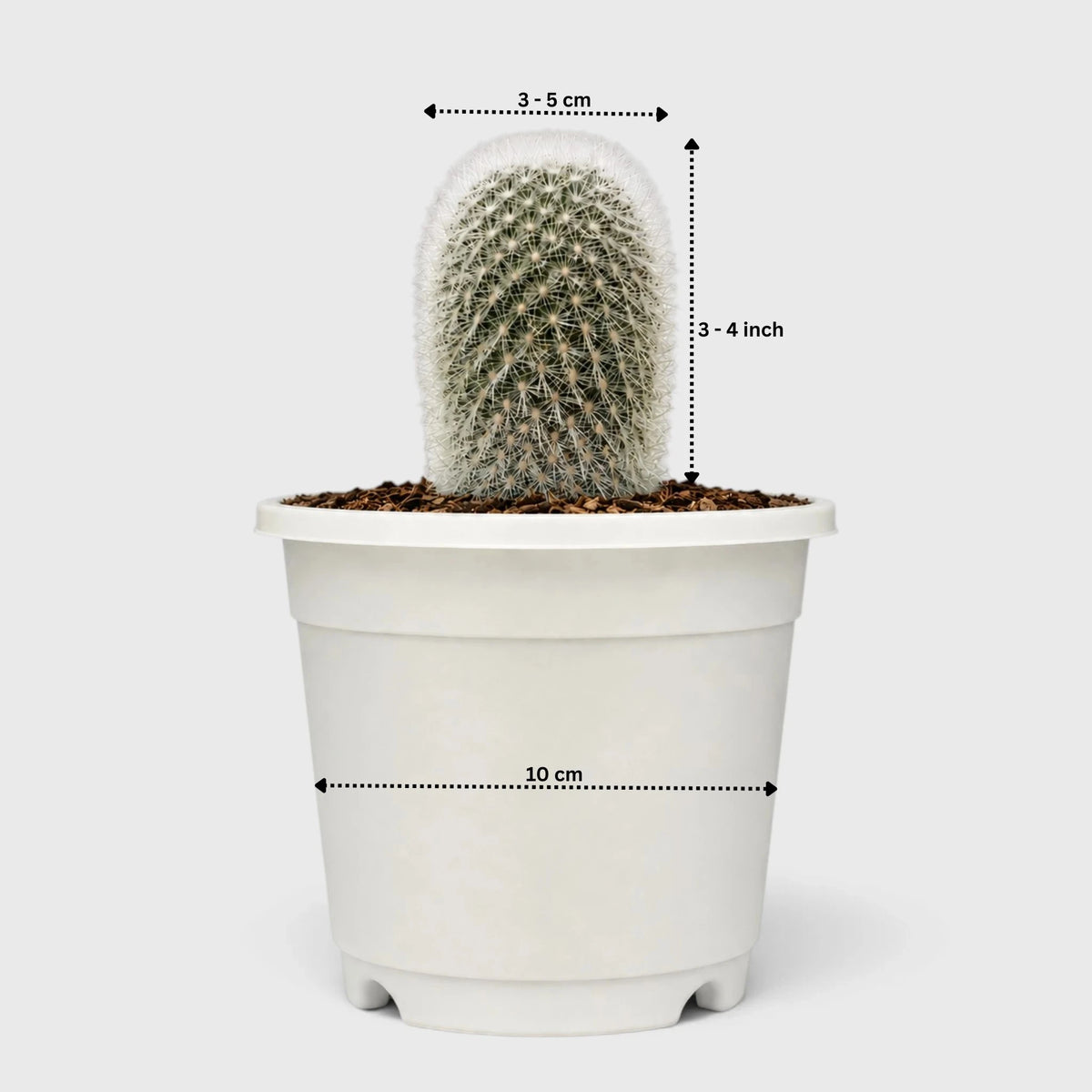 Rebutia Muscula (Aylostera Muscula) Live Plant – Flowering Cactus