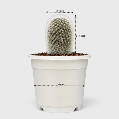Rebutia Muscula (Aylostera Muscula) Live Plant – Flowering Cactus
