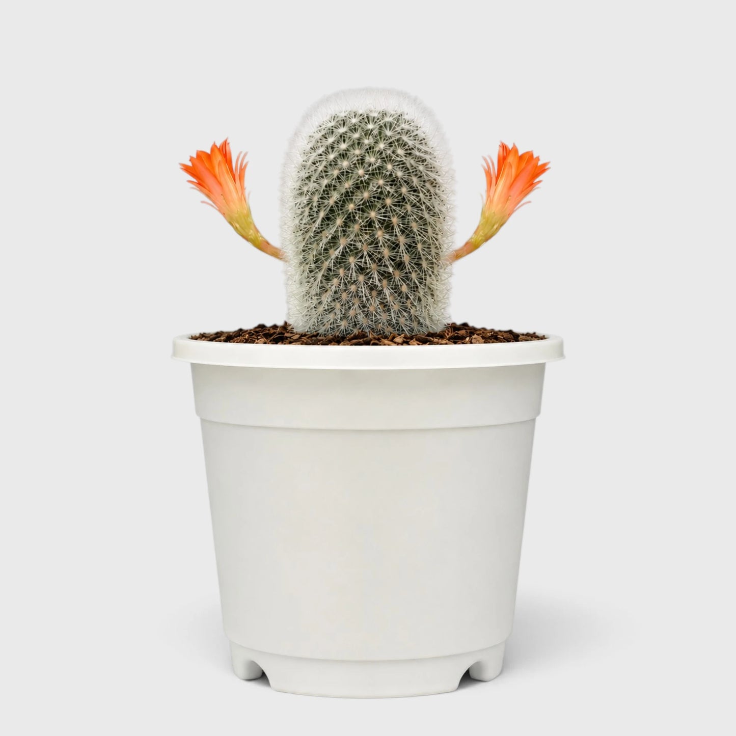Rebutia Muscula (Aylostera Muscula) Live Plant – Flowering Cactus