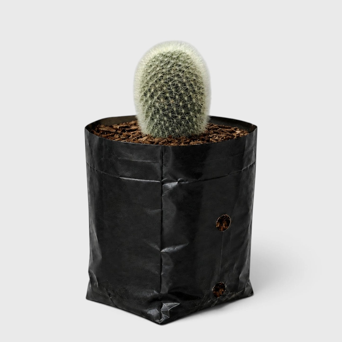 Rebutia Muscula (Aylostera Muscula) Live Plant – Flowering Cactus