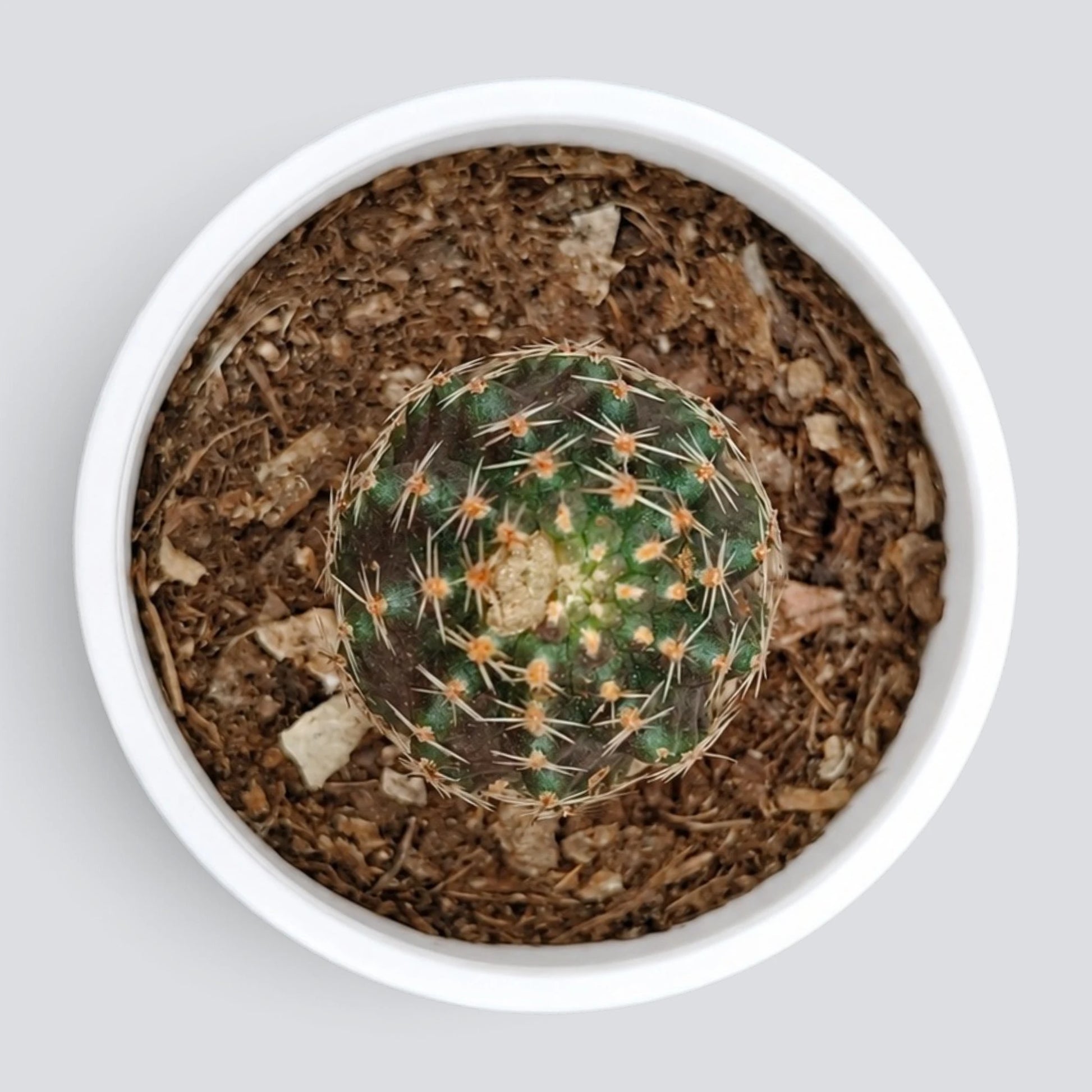 Rebutia pygmaea gracilispina