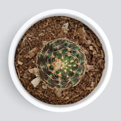 Rebutia pygmaea gracilispina