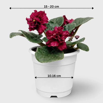 African Violet Red Flower (Saintpaulia) – Mature Flowering Indoor Plant