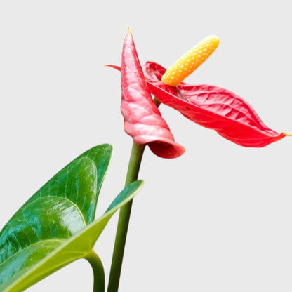 Anthurium Red Andraeanum Flamingo – Mature Flowering Indoor Plant