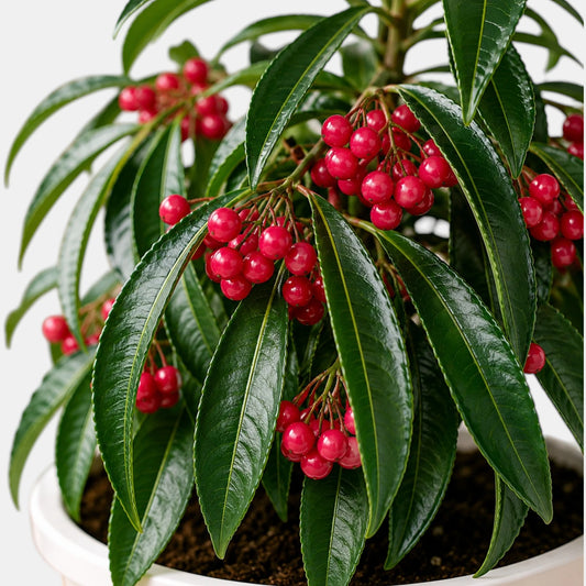 Ardisia Crenata (Coral Berry Plant) | Well Rooted Mature Ornamental Berry Plant