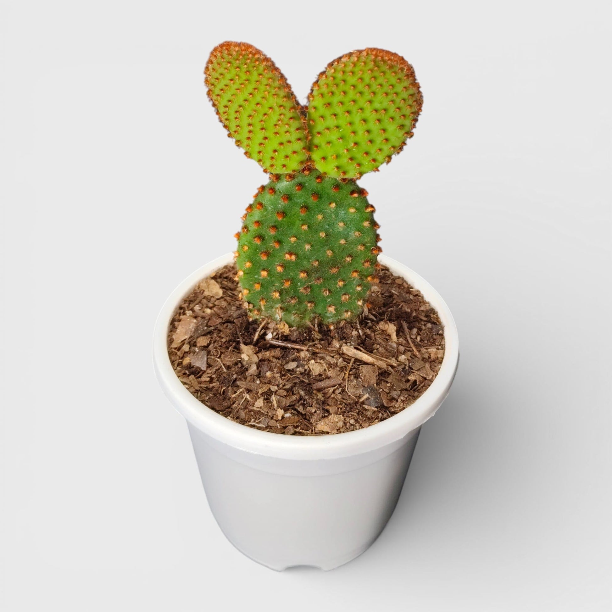 Red Bunny Ear cactus alongside flowering cactus selections