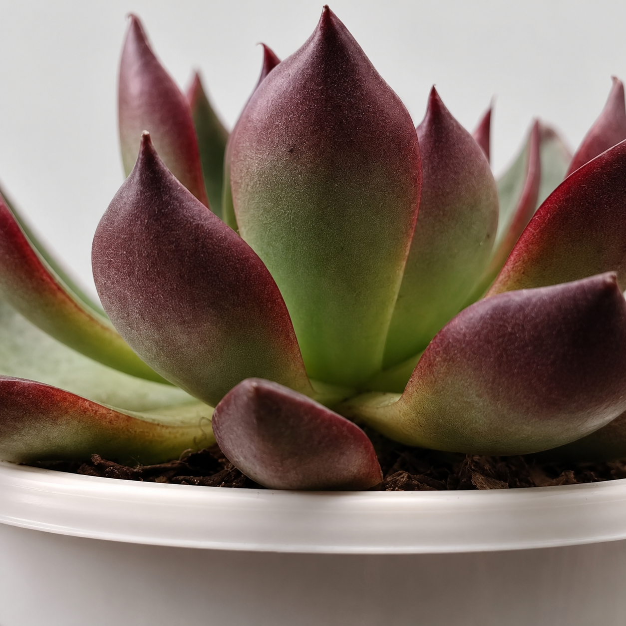 Red edged rosette succulent