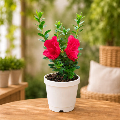 Azalea Super Red | Well Rooted Mature Flowering Plant