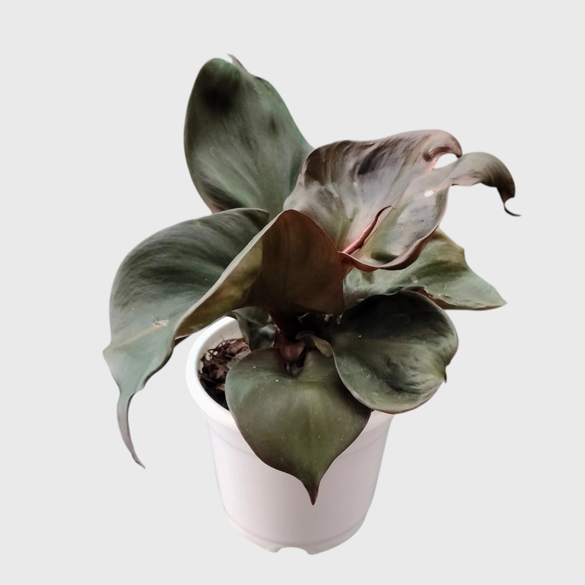 Philodendron Red Heart | Rare Well Rooted Mature Collector Plant