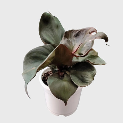 Philodendron Red Heart | Rare Well Rooted Mature Collector Plant