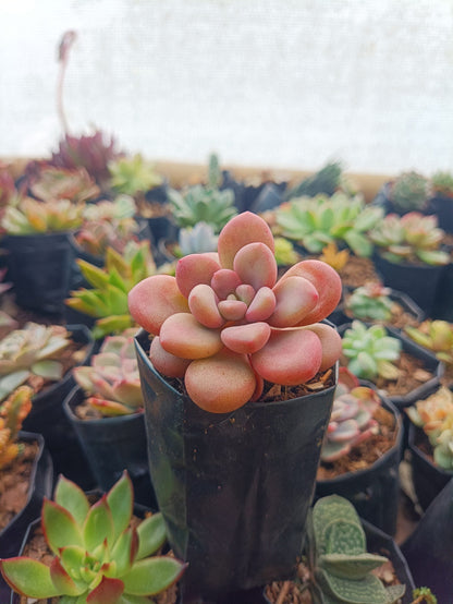 choco moonstone succulent Red Moonstone Pachyphytum Oviferum: Serene Elegance at Unbeatable Pric – Frek