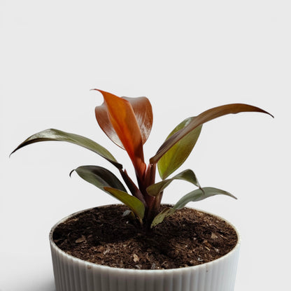 Philodendron McColley’s Finale – Colorful Foliage Indoor Plant