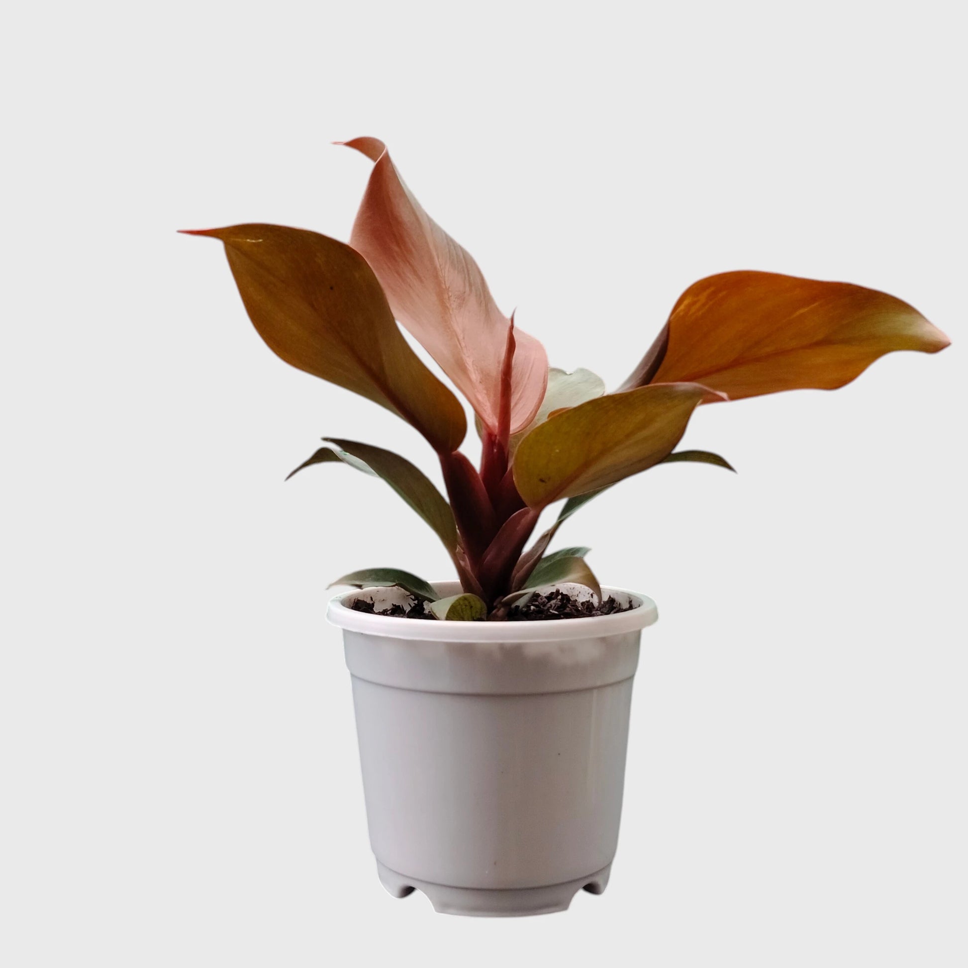 Philodendron McColley’s Finale | Well Rooted Mature Colorful Foliage Plant
