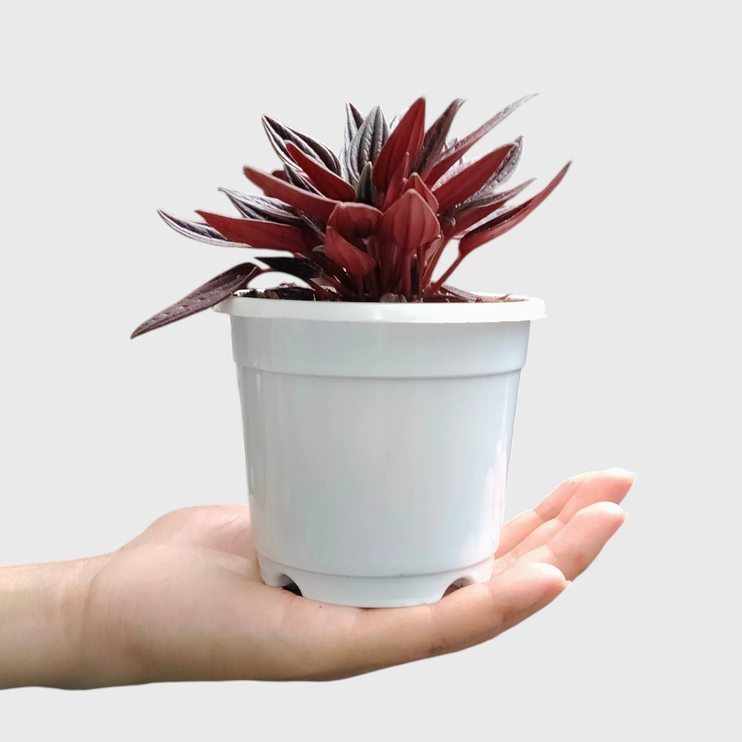 Peperomia Tanaman (Peperomia Caperata Red Rosso) Well Rooted Mature Indoor Plant