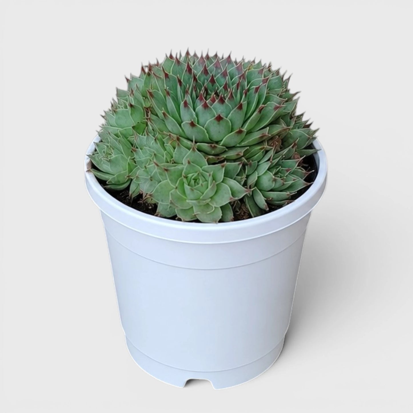 Lakshmi Kamal Sempervivum Tectorum Red Tipped with Pups | Mature Vastu Plant