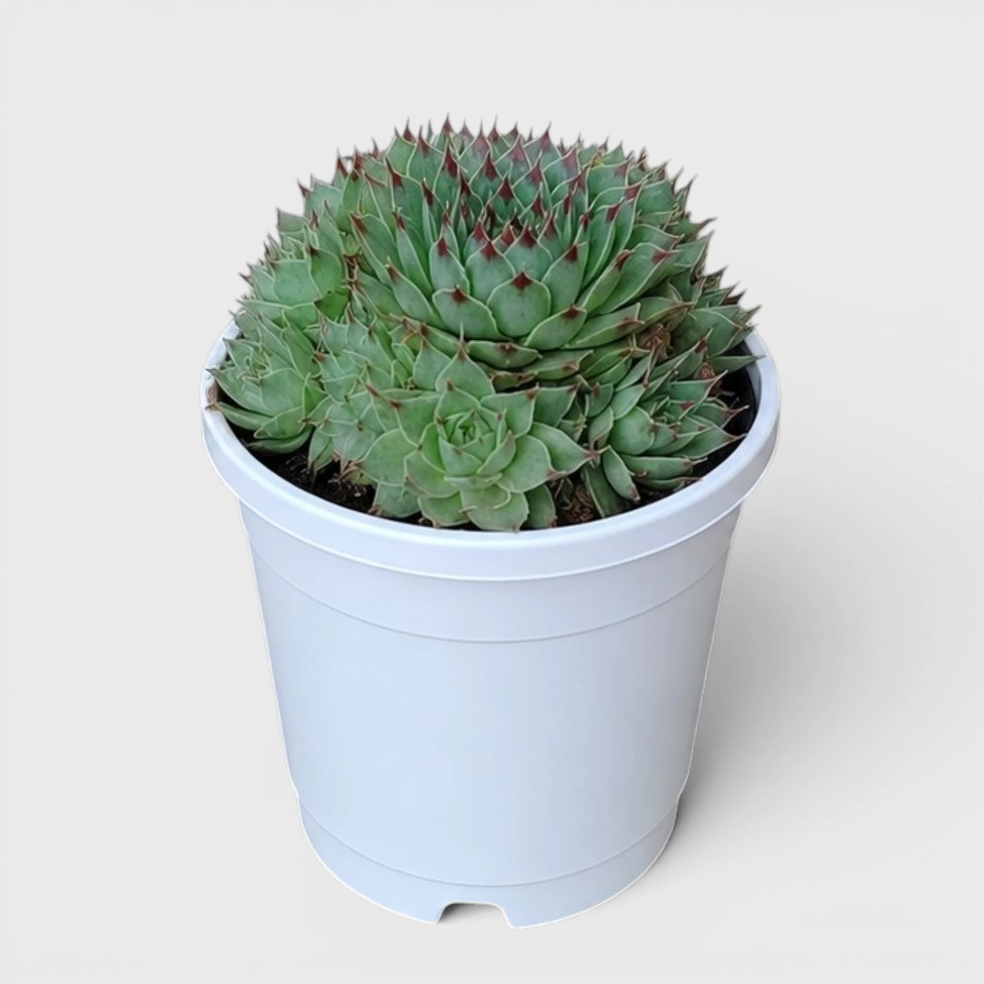 Lakshmi Kamal Sempervivum Tectorum Red Tipped with Pups | Mature Vastu Plant
