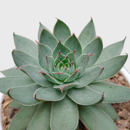 Green Red Tipped Laxmi Kamal Sempervivum – Decorative Rosette Succulent Plant | Perfect for Gifting | Bare Rooted