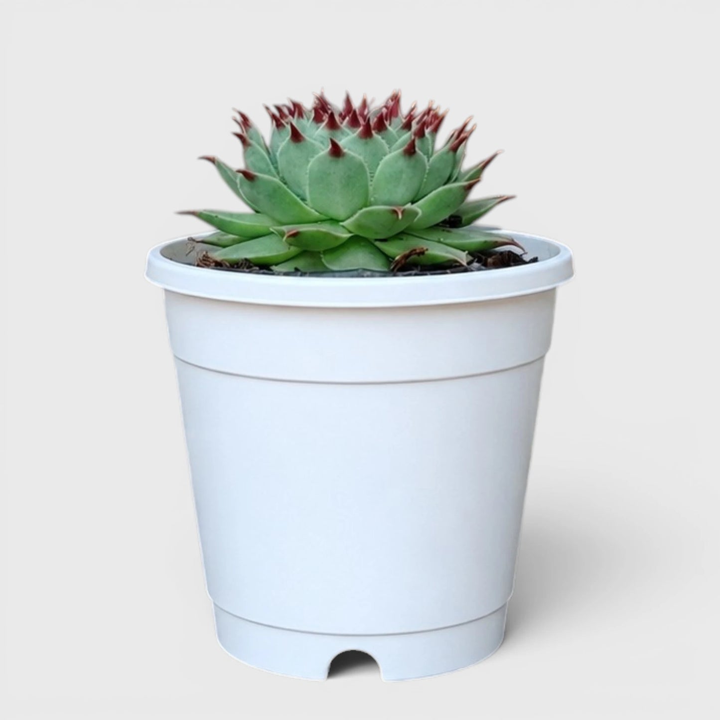 Laxmi Kamal Sempervivum Tectorum Red Tipped | Vastu Plant