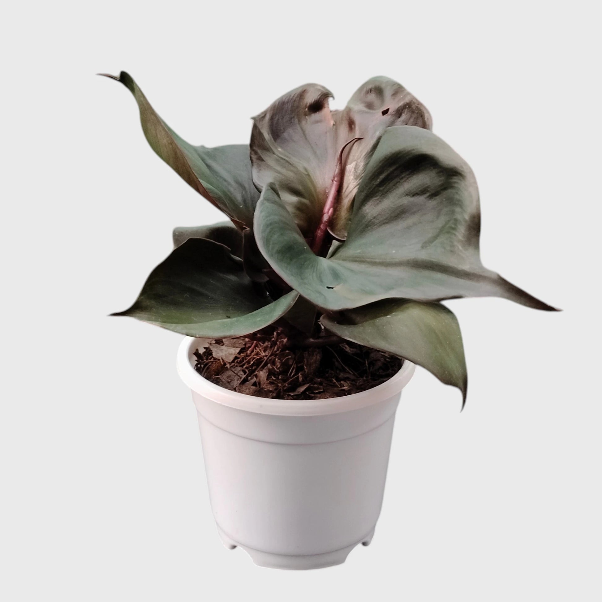 Philodendron Red Heart | Rare Well Rooted Mature Collector Plant