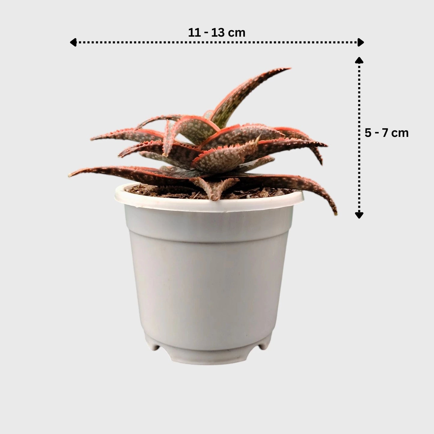 Aloe Hybrid Firecracker Dwarf – Colorful Textured Rebloomer Succulent Plant | Bare Rooted
