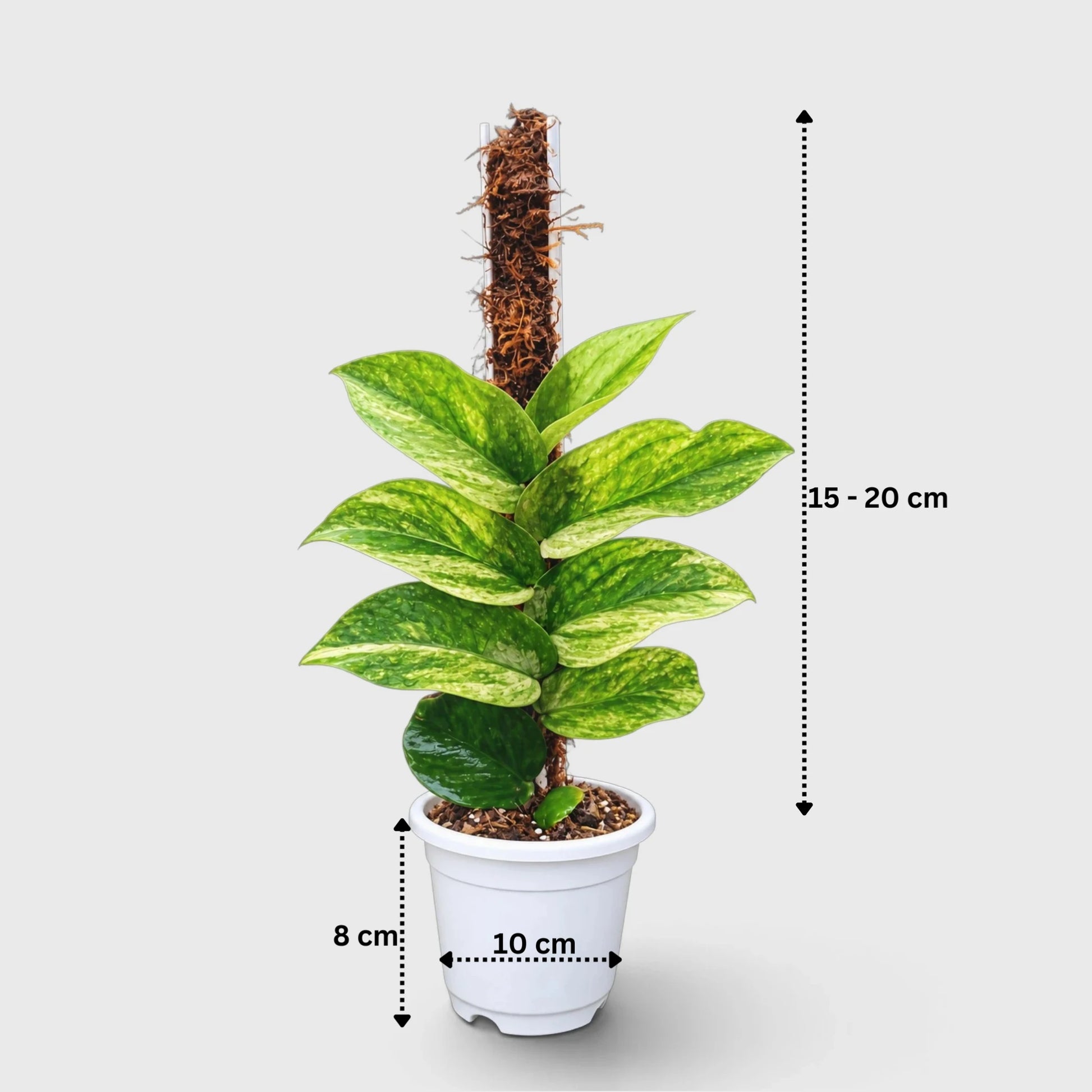 Rhaphidophora Korthalsii Variegated Moss Pole Plant