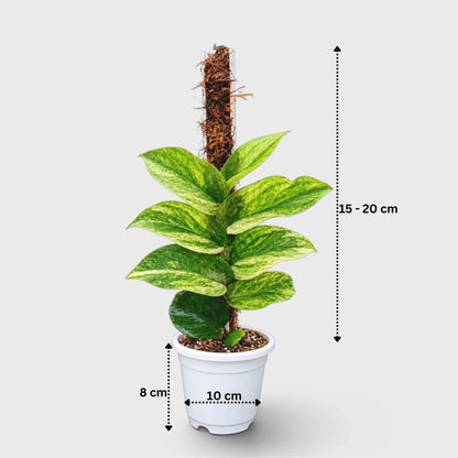 Rhaphidophora Korthalsii Variegated Moss Pole Plant
