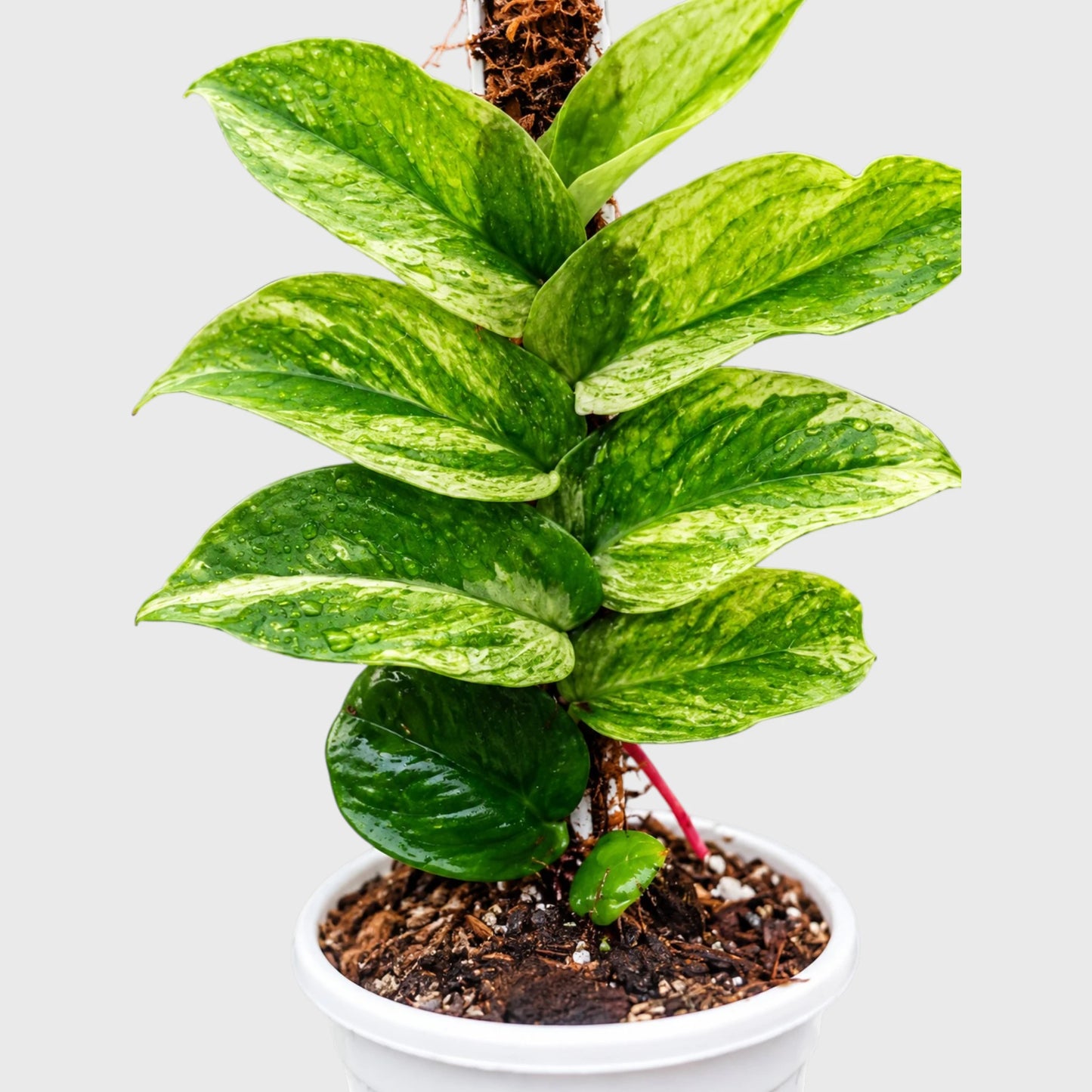 Rare Rhaphidophora Korthalsii Variegated Aroid