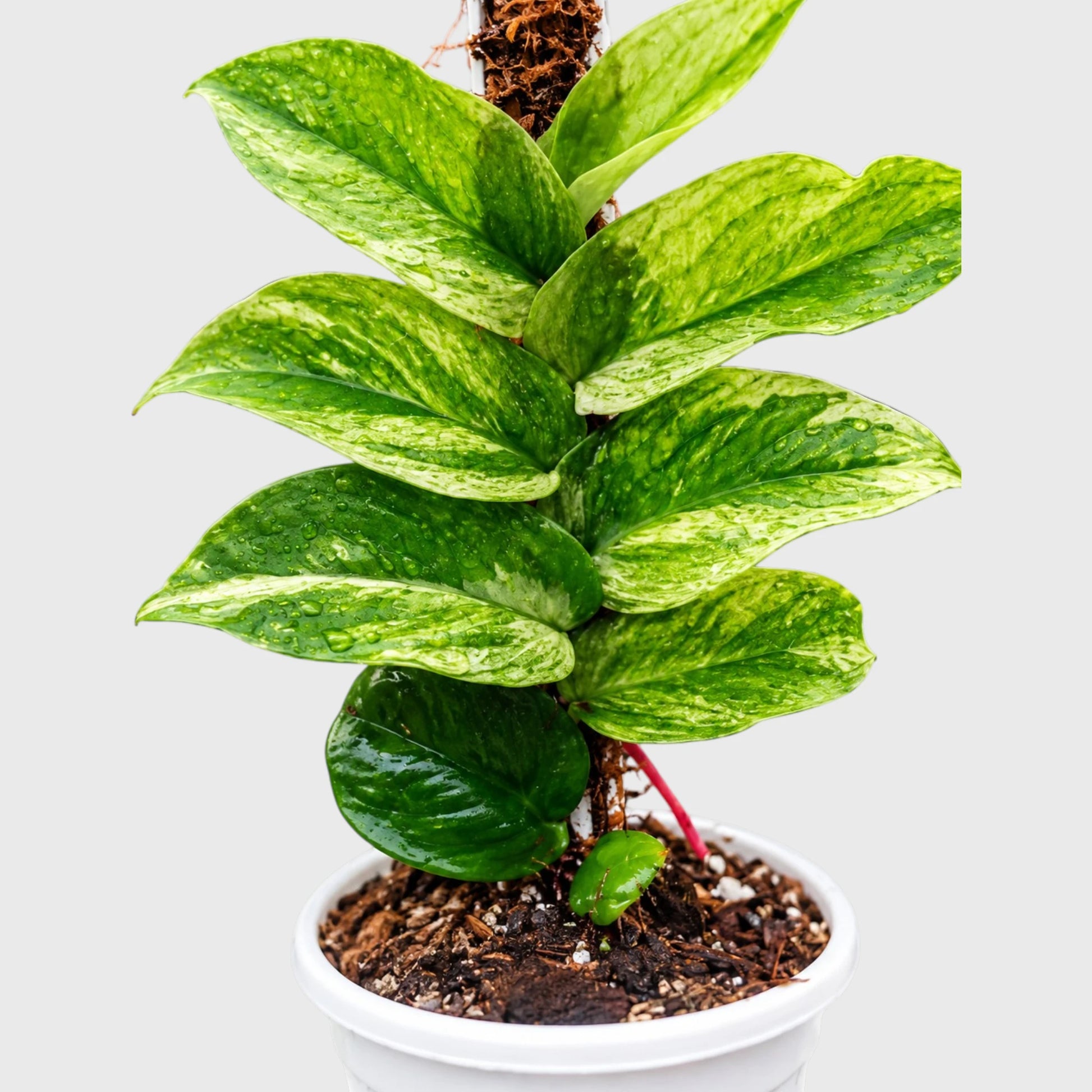 Rare Rhaphidophora Korthalsii Variegated Aroid