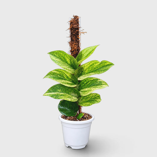 Rhaphidophora Korthalsii Variegated Plant