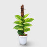 Rhaphidophora Korthalsii Variegated – Rare Mature Aroid | Moss Pole Plant
