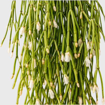 Mistletoe Cactus (Rhipsalis baccifera) | Well Rooted Mature Hanging Succulent Plant