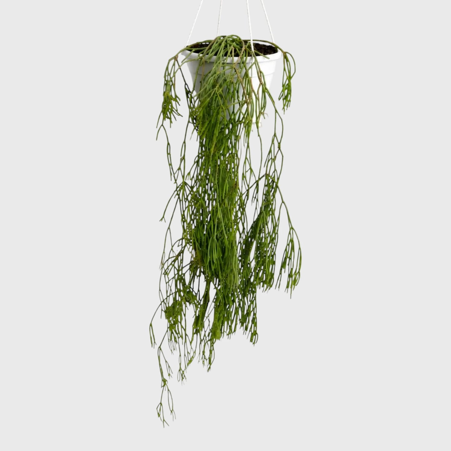 Mistletoe Cactus (Rhipsalis baccifera) | Well Rooted Mature Hanging Succulent Plant