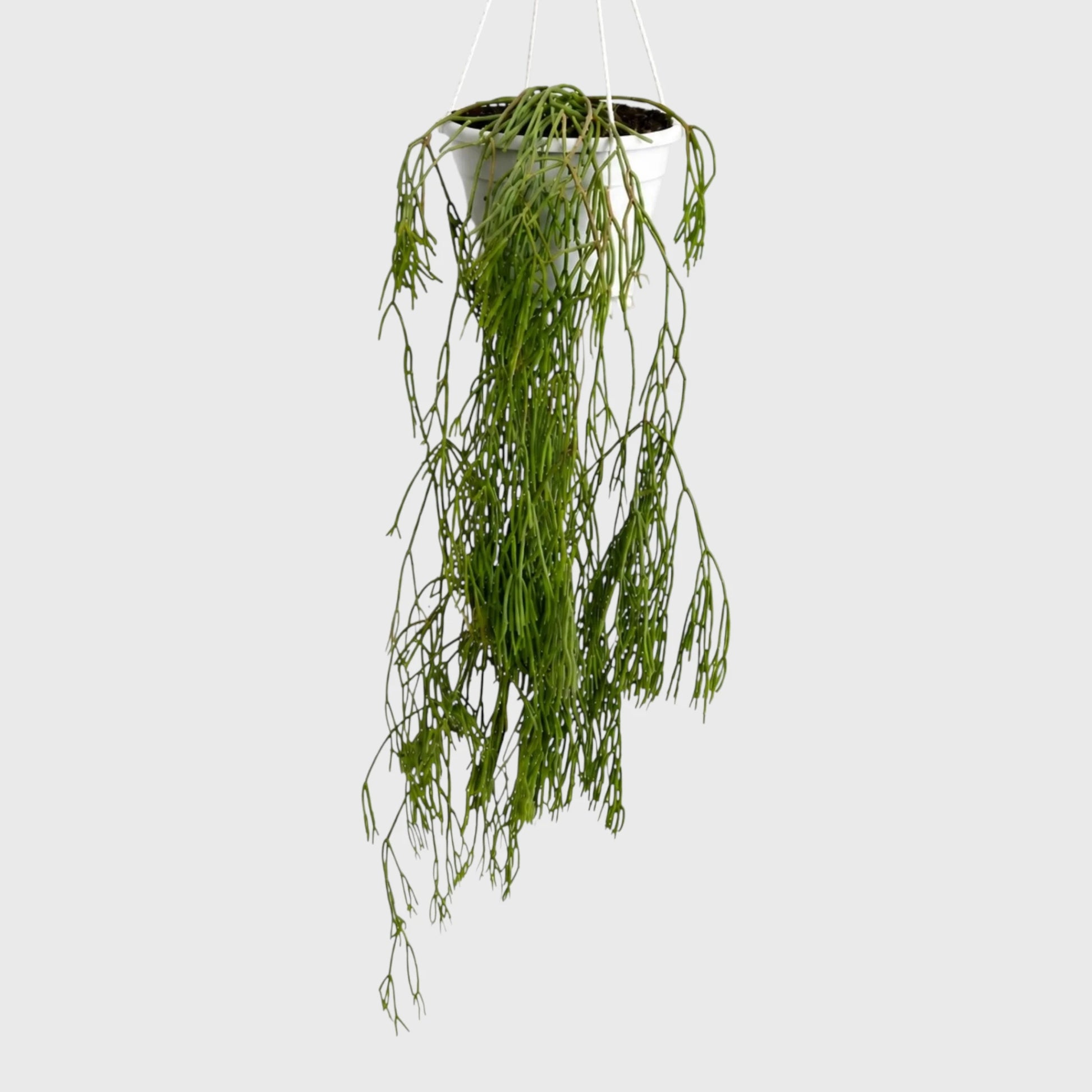 Mistletoe Cactus (Rhipsalis baccifera) | Well Rooted Mature Hanging Succulent Plant
