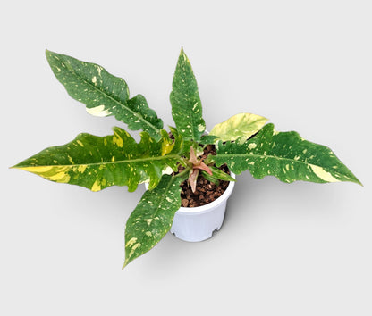 Philodendron Ring of Fire Variegated – Mature Collector Plant