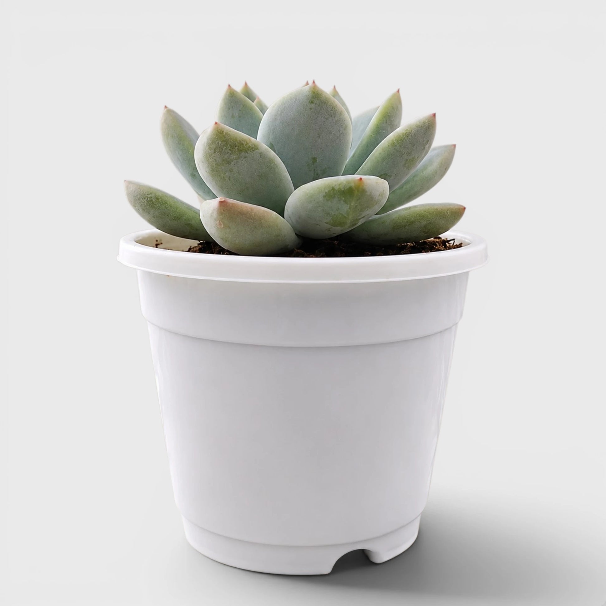 Echeveria Alba Beauty | Well Rooted Mature Rosette Succulent