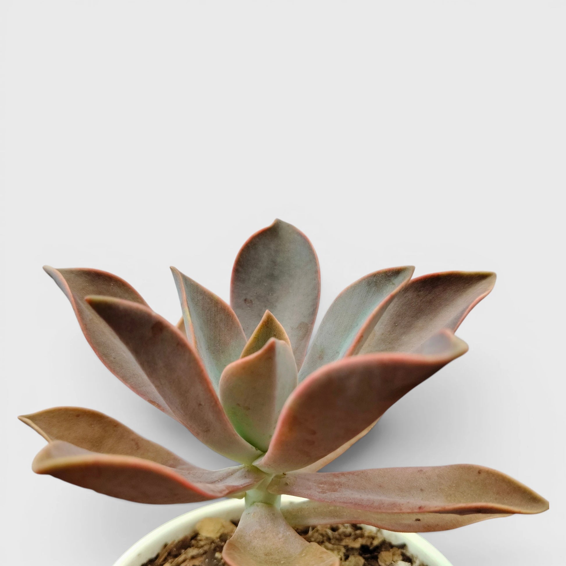 Graptoveria 'Fred Ives' – Color-Changing Rosette Succulent Indoor Plant