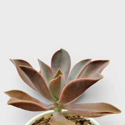 Graptoveria 'Fred Ives' – Color-Changing Rosette Succulent Indoor Plant