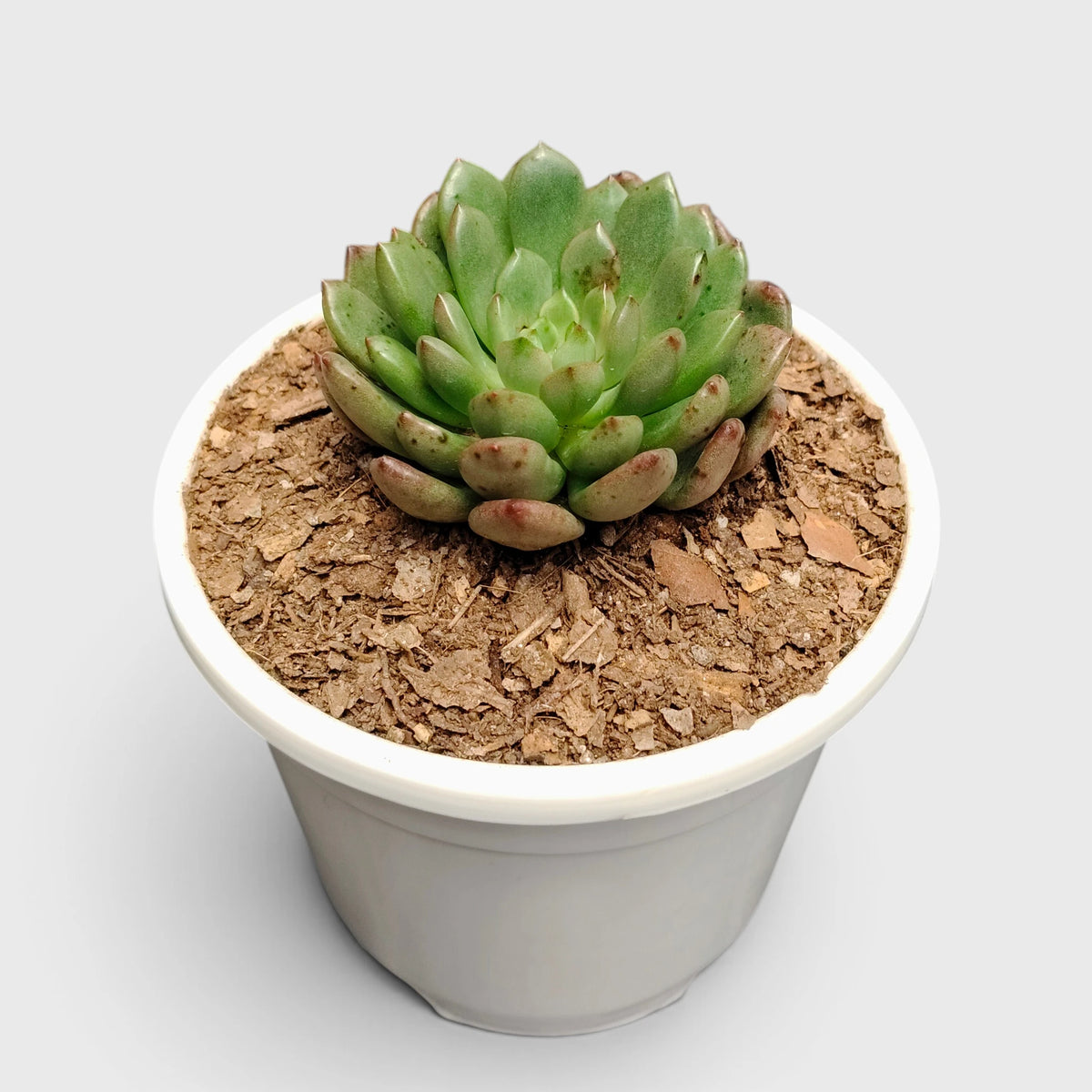 Graptoveria 'Bashful' Rosy Cheeks Succulent Plant